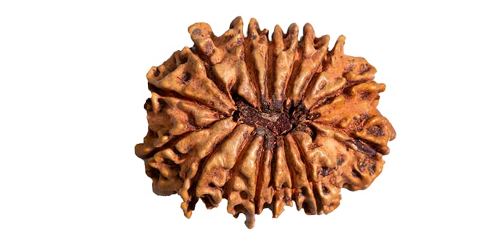 14 Mukhi Rudraksha Original Certified 14 Face Rudraksha Nepal with Pendant 21mm भगवान शिव और बजरंगबली का आशीर्वाद 14 मुखी रुद्राक्ष 14 Faced Nepal 14 Mukhi Nepali by Certified Gems - Image 8