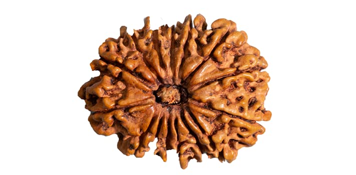 14 Mukhi Rudraksha Original Certified 14 Face Rudraksha Nepal with Pendant 21mm भगवान शिव और बजरंगबली का आशीर्वाद 14 मुखी रुद्राक्ष 14 Faced Nepal 14 Mukhi Nepali by Certified Gems
