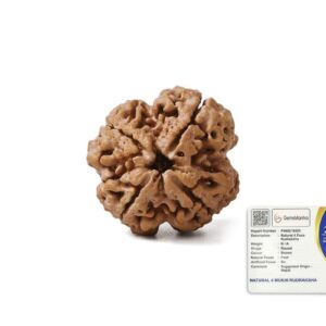 GEMSMANTRA 4 Mukhi Rudraksha Without Silver Pendant, Original Nepali, Regular Size, Natural and Lab Certified, Helps to Improve Wisdom and Spiritual Growth for Men & Women