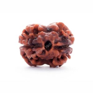 ARKAM Two Mukhi Oval Rudraksha Certified/Original 2 Mukhi Rudraksh/Natural 2 faced Rudraksha (Brown) with Certificate and Puja Instructions