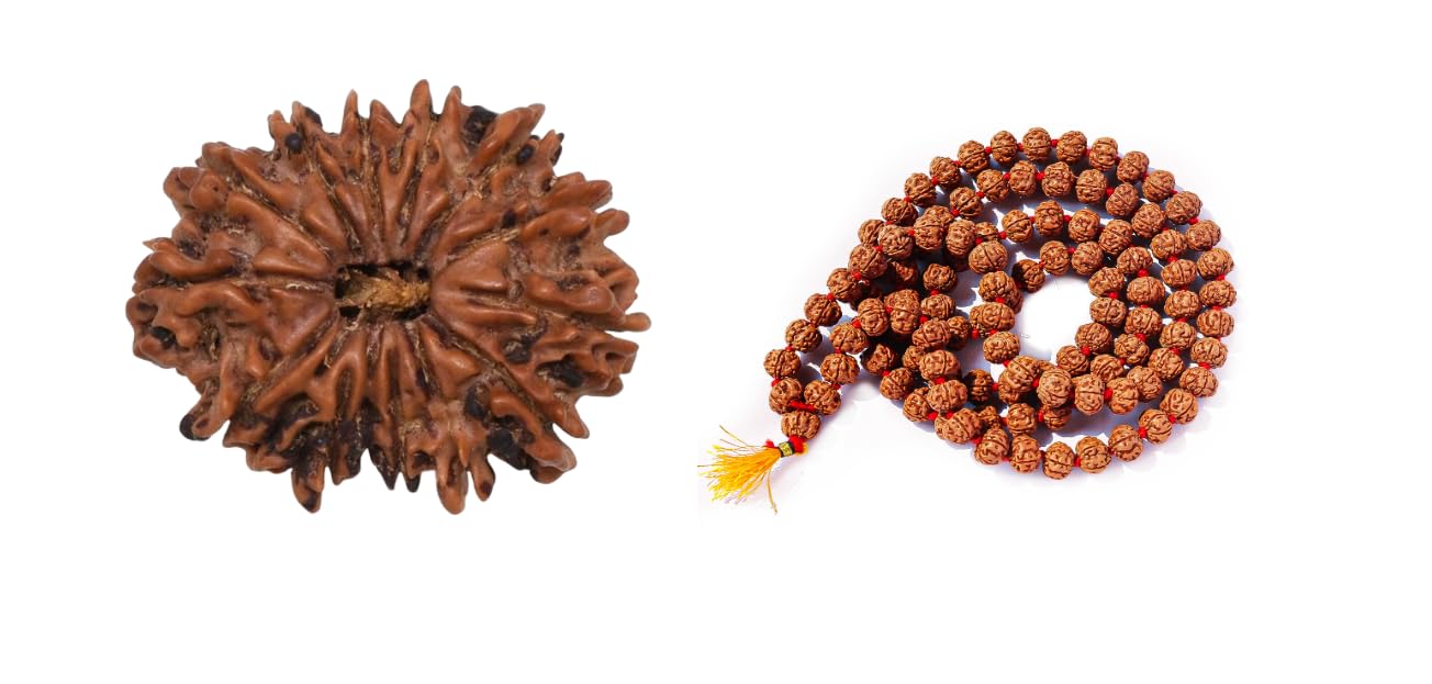 14 Mukhi Rudraksha Original Certified 14 Face Rudraksha Nepal with Pendant 21mm भगवान शिव और बजरंगबली का आशीर्वाद 14 मुखी रुद्राक्ष 14 Faced Nepal 14 Mukhi Nepali by Certified Gems - Image 7