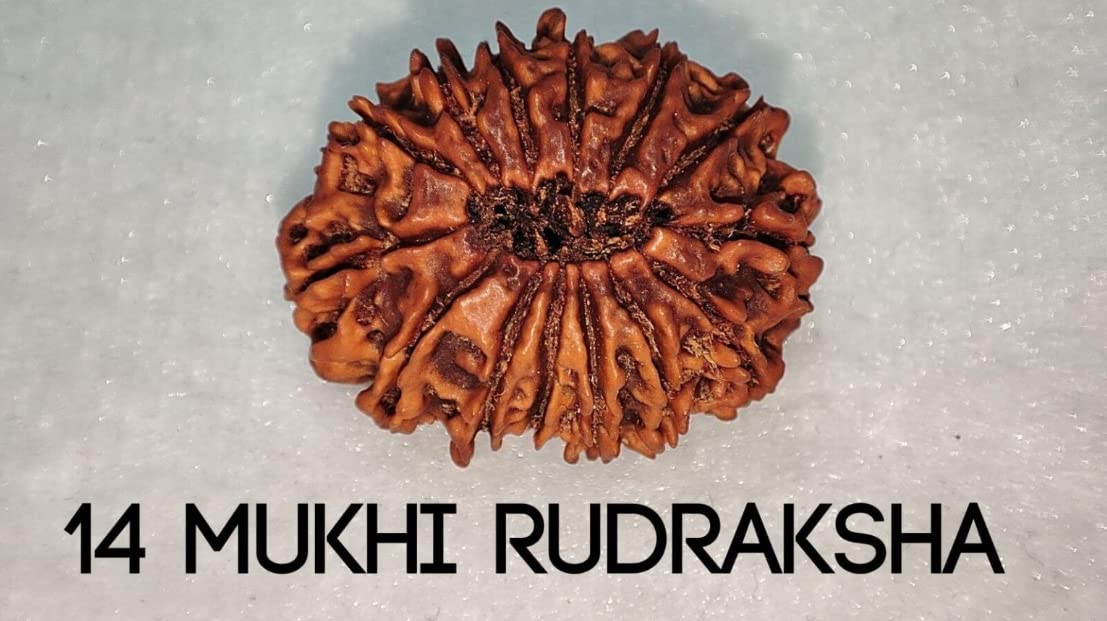14 Mukhi Rudraksha Original Certified 14 Face Rudraksha Nepal with Pendant 21mm भगवान शिव और बजरंगबली का आशीर्वाद 14 मुखी रुद्राक्ष 14 Faced Nepal 14 Mukhi Nepali by Certified Gems - Image 4