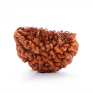 ARKAM One Mukhi Rudraksha Certified Kaju Dana/Original 1 Mukhi Rudraksh Kaju Dana/Natural 1 faced Half-moon Rudraksha (Brown) with Certificate and Puja Instructions