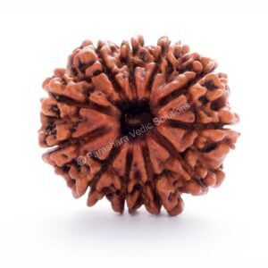 ARKAM Eleven Mukhi Rudraksha Certified/Original Nepali 11 Mukhi Rudraksh/Natural 11 Faced Rudraksha (Brown) with Certificate and Puja Instructions