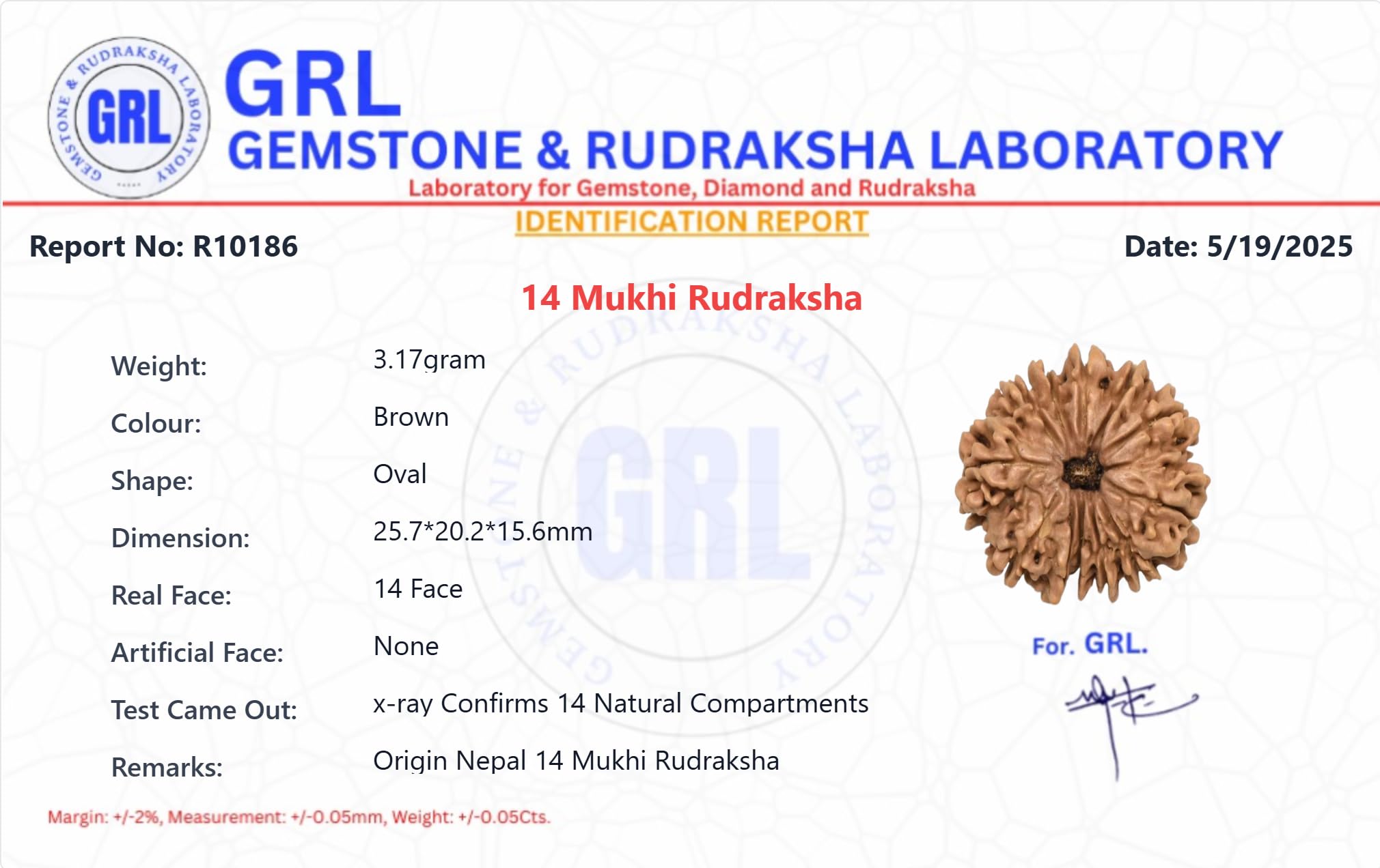 14 Mukhi Rudraksha Original Certified 14 Face Rudraksha Nepal with Pendant 21mm भगवान शिव और बजरंगबली का आशीर्वाद 14 मुखी रुद्राक्ष 14 Faced Nepal 14 Mukhi Nepali by Certified Gems - Image 6